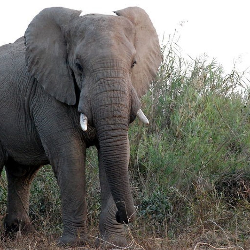 African Elephants Now Critically Endangered: EGI's Efforts to Reverse The  Conservations Status – Environment Governance Institute