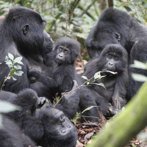 CULTIVATING MEDICINAL AGROFORESTRY TREES: EGI LEVERAGES ANOTHER PATHWAY TO SUSTAINABLE CONSERVATION OF GORILLA SPECIES IN BWINDI COMMUNITIES.